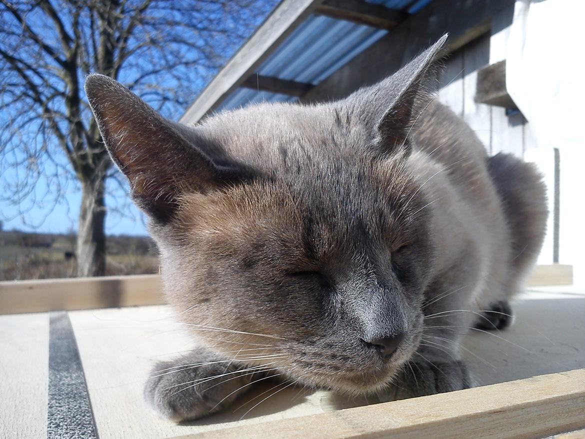 Blanding af racer Blue Delle R.I.P billede 7