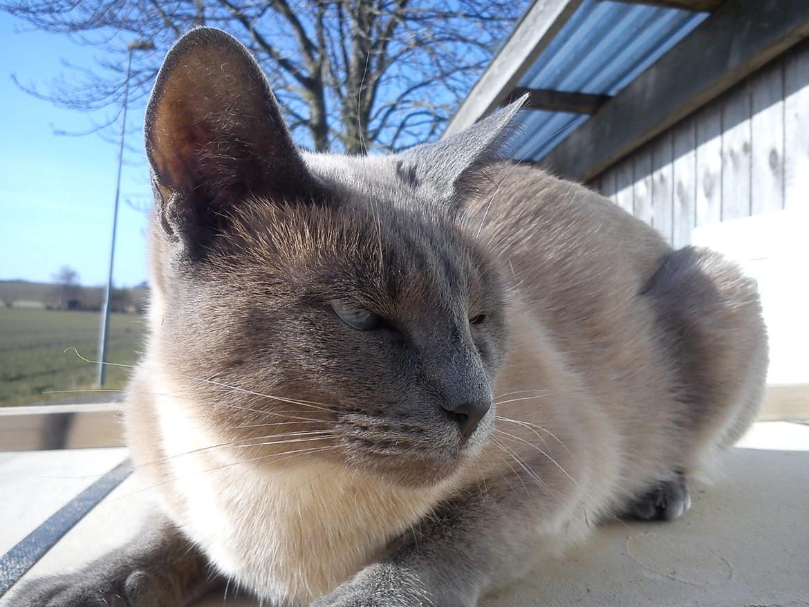 Blanding af racer Blue Delle R.I.P billede 6