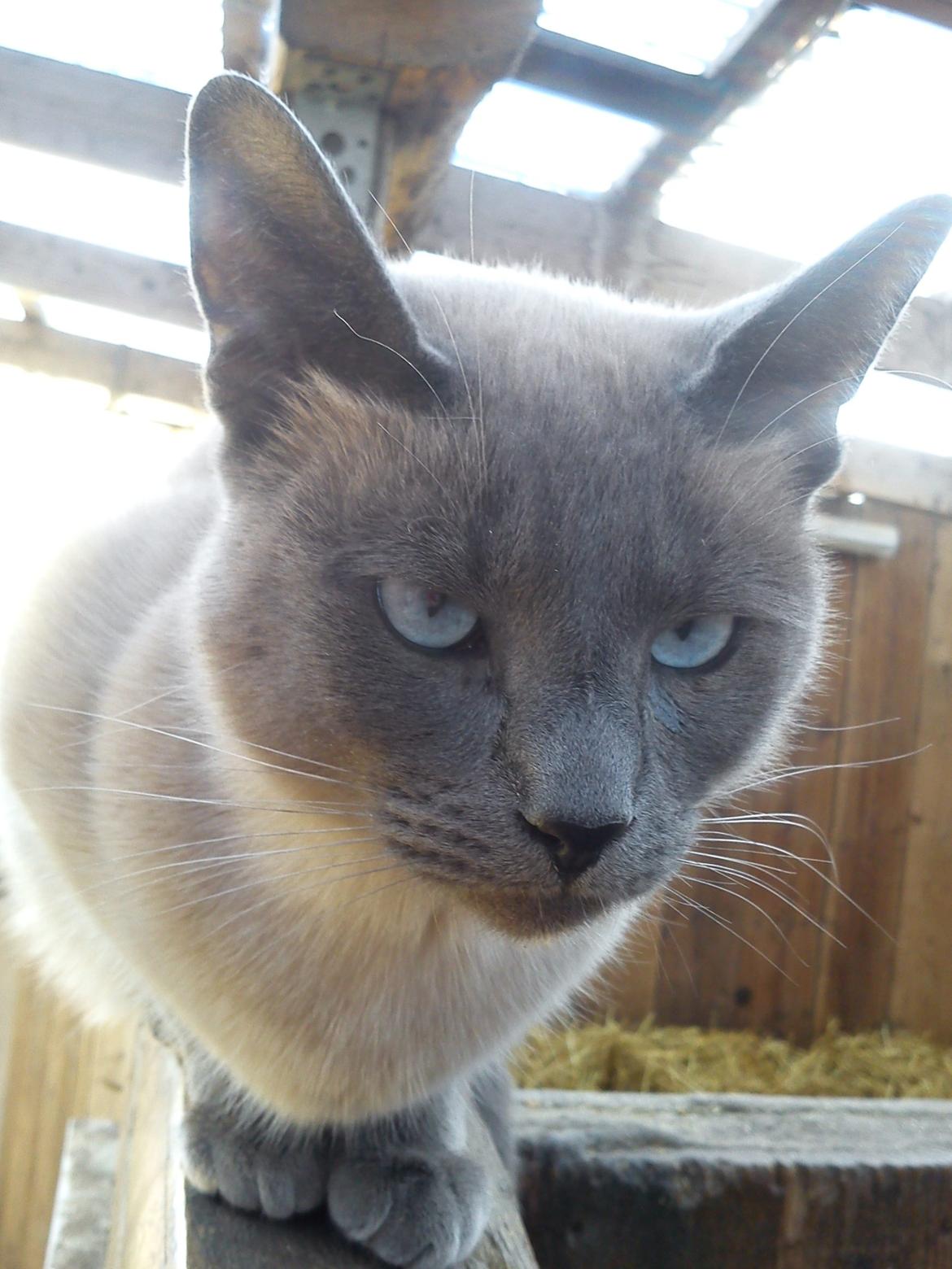 Blanding af racer Blue Delle R.I.P billede 8