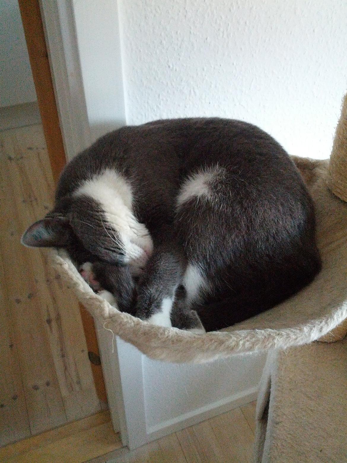 Huskat Freyr - Kuglekatten Freyr! De slås ofte om den køjeseng. billede 1