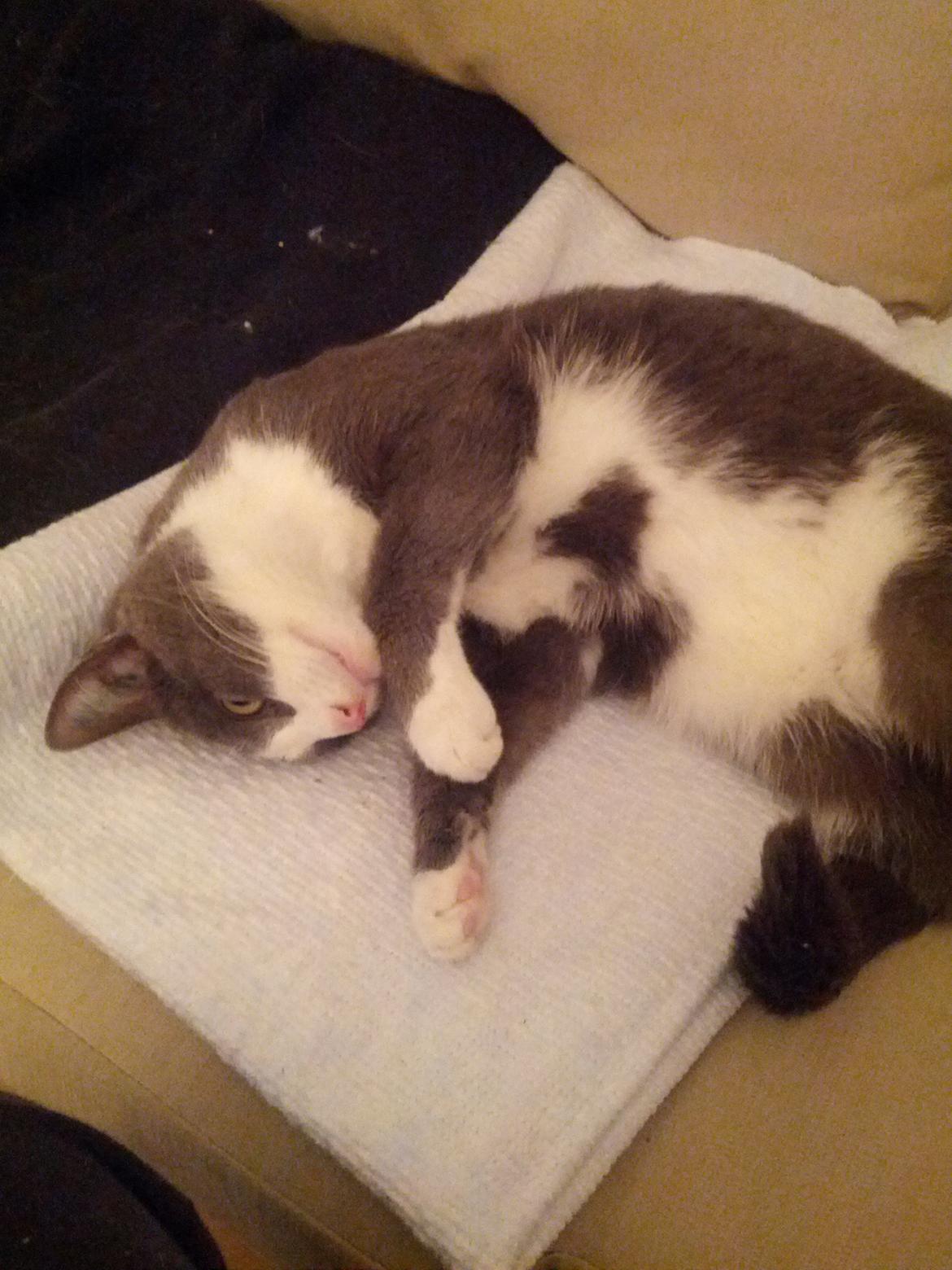 Huskat Freyr billede 2