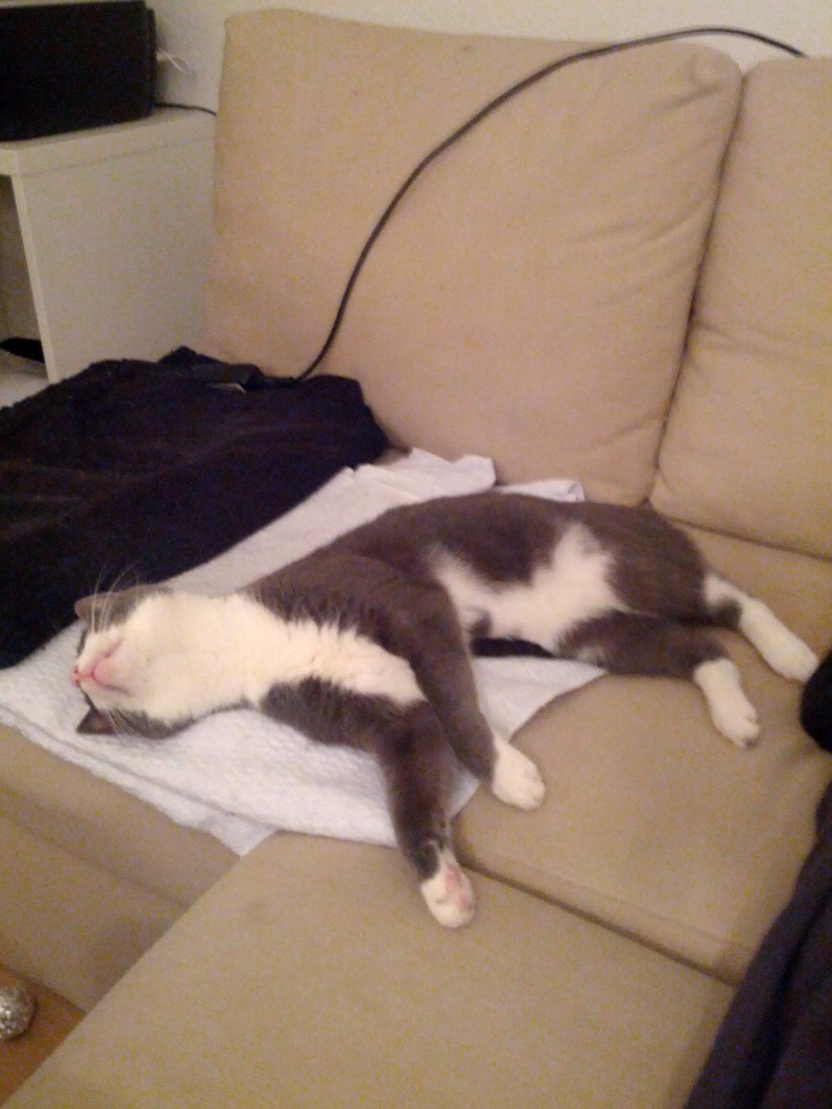 Huskat Freyr billede 3