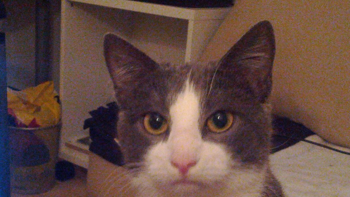 Huskat Freyr - Whatchoo lookin' at? billede 4