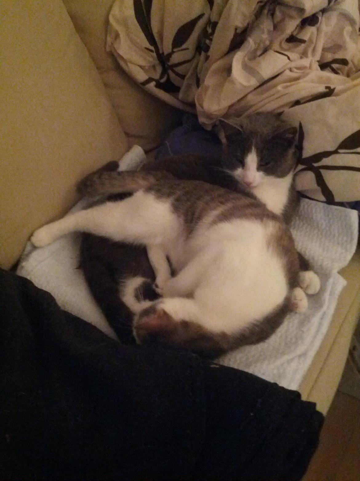 Huskat Freyr - Det her tæppe er ikke stort nok til os begge to!
Oh well, det finder vi da bare en løsning på! billede 5