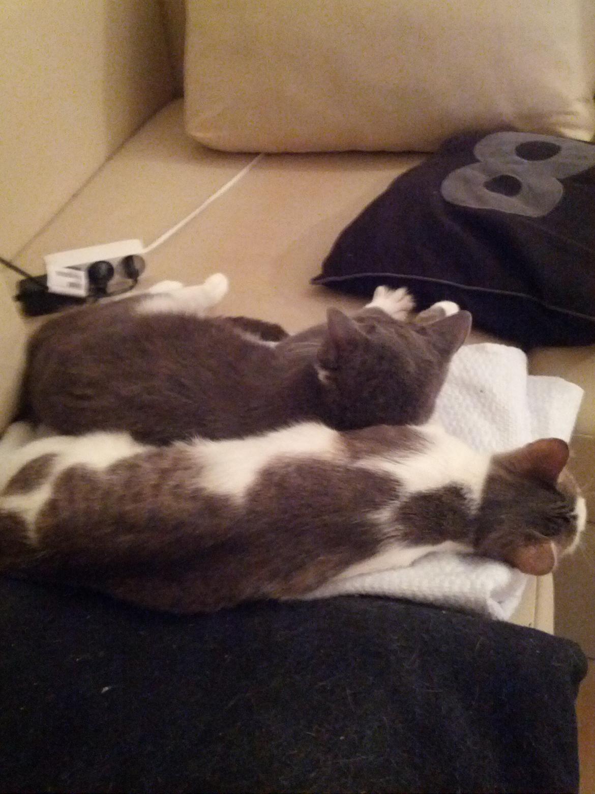 Huskat Freyja billede 5