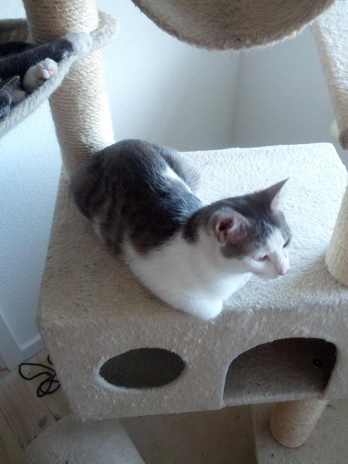 Huskat Freyja billede 1