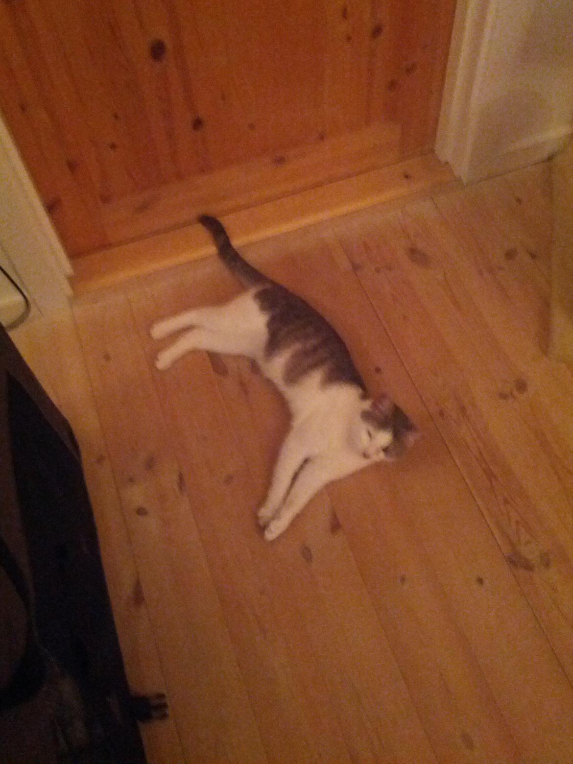 Huskat Freyja billede 4