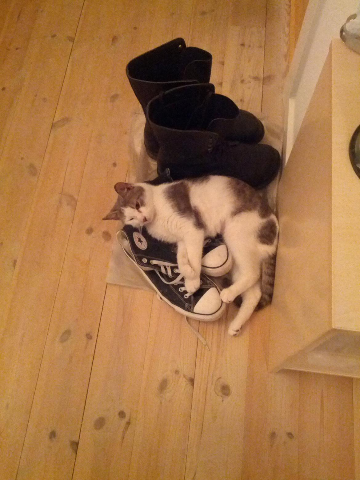 Huskat Freyja - MINE Converse! >:( billede 3