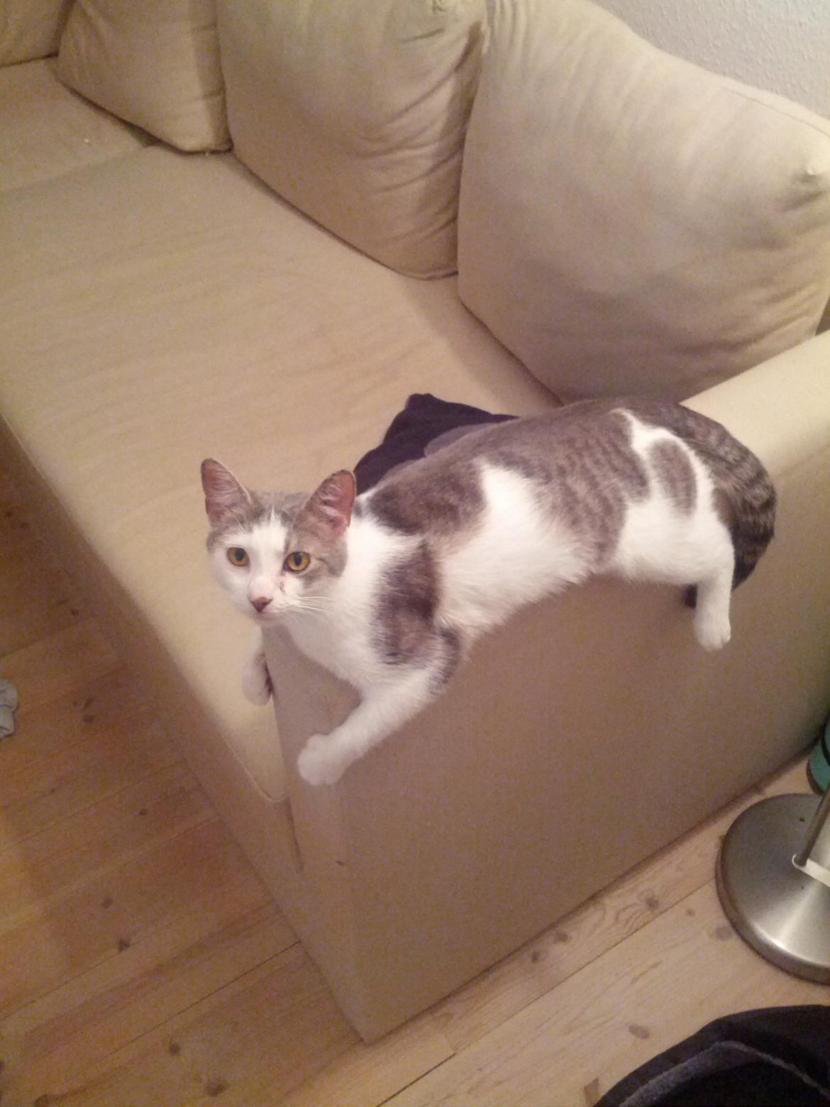 Huskat Freyja - Armlænskat billede 2