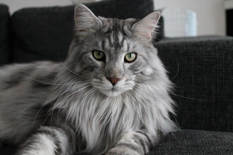 Maine Coon Cherry Cashew billede 1