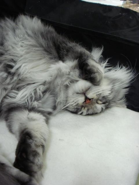 Maine Coon Cherry Cashew billede 3