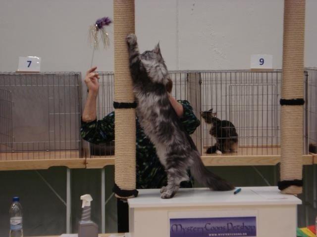 Maine Coon Cherry Cashew billede 4