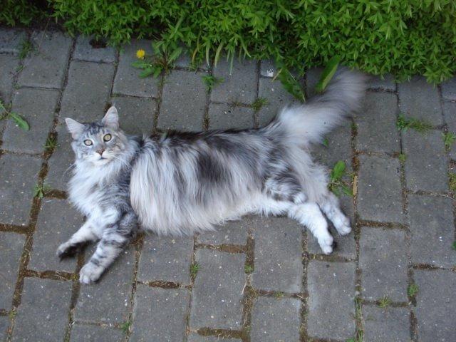 Maine Coon Cherry Cashew billede 5