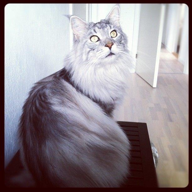 Maine Coon Cherry Cashew billede 6