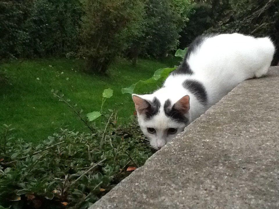 Huskat Fifi billede 5