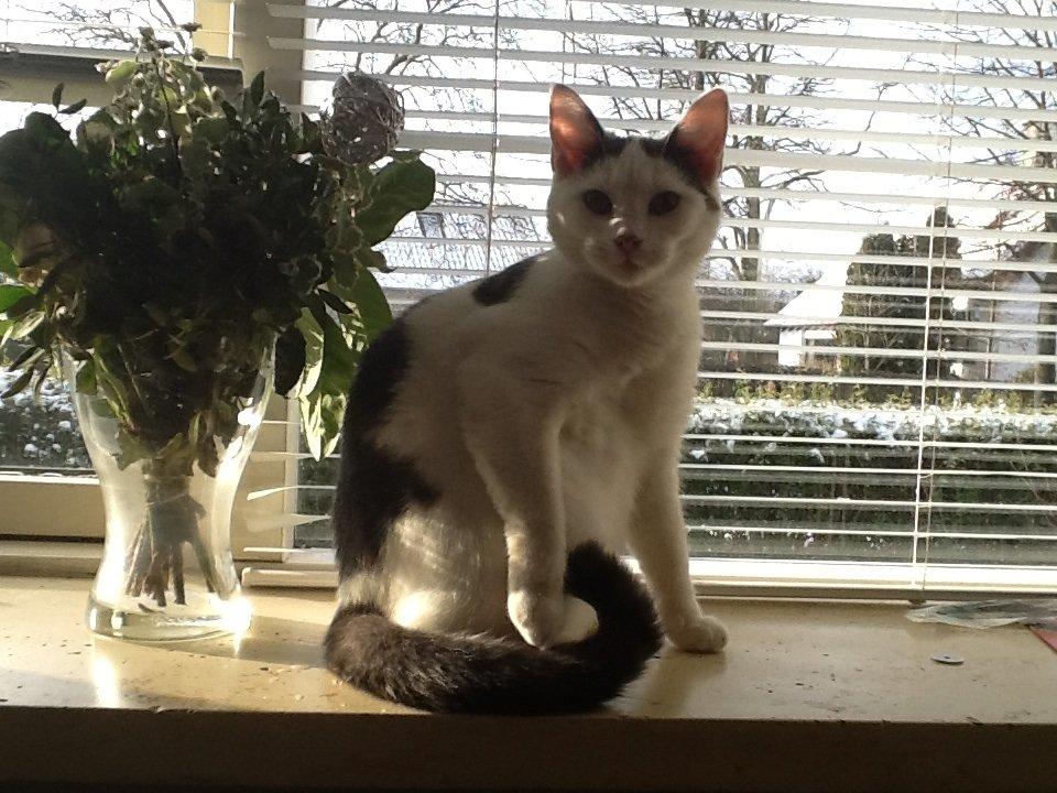 Huskat Fifi - Model? det kan man da godt sige.. billede 6