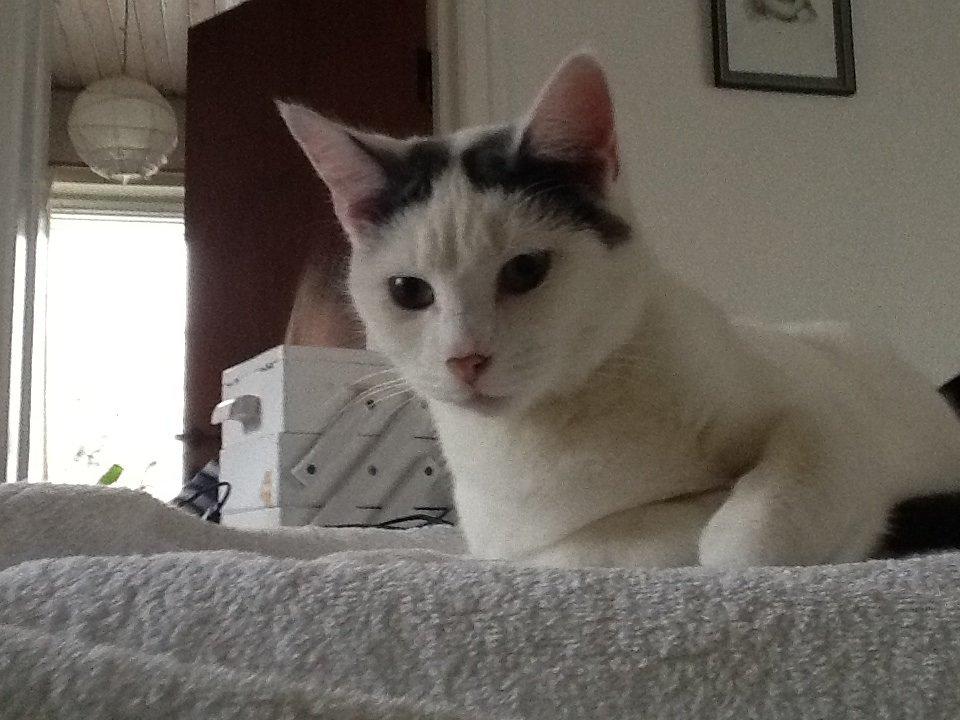 Huskat Fifi billede 7