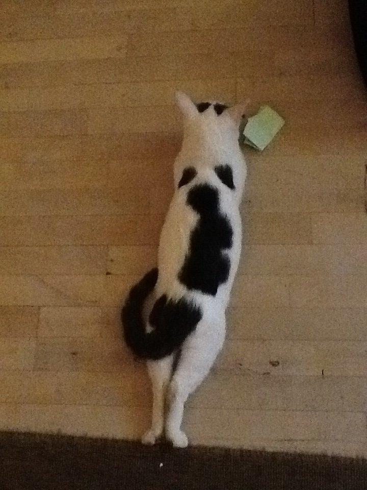 Huskat Fifi billede 9