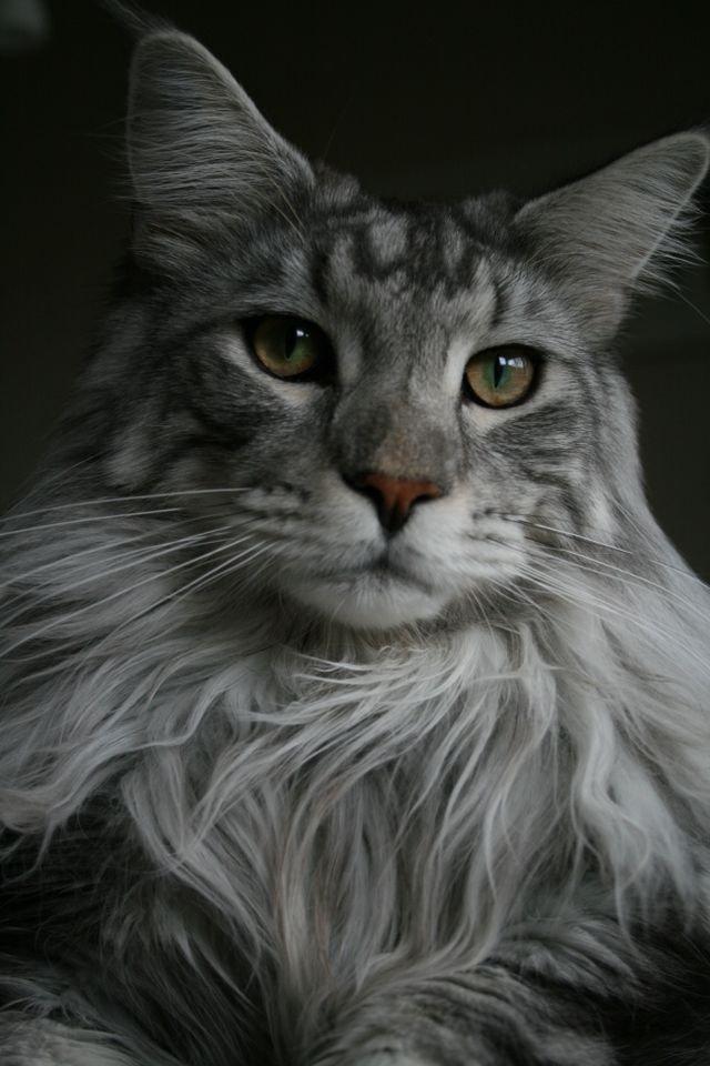 Maine Coon Cherry Cashew billede 7