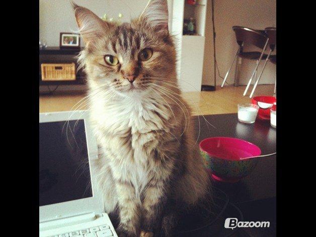 Maine Coon Kabuki - Nyt billede af Saga ved sin nye ejer billede 18