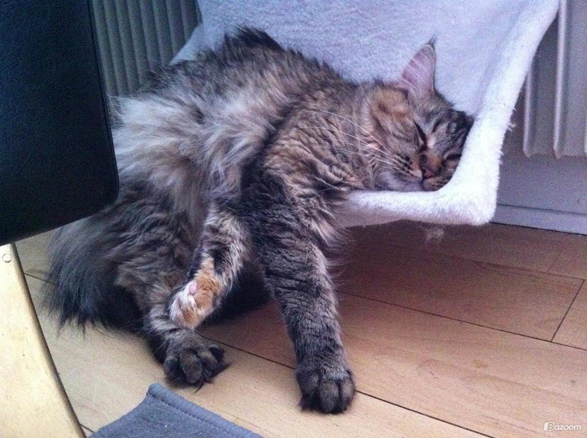 Maine Coon Kabuki - Kabuki (Saga) hos sin ejer! billede 20