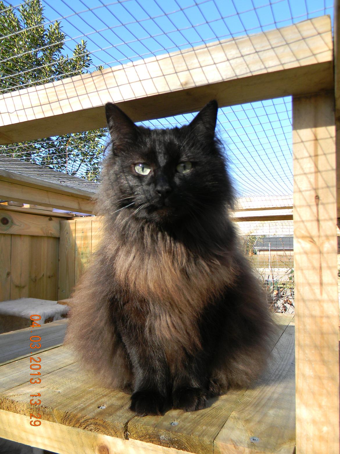 Norsk Skovkat CH DK Nobel-dream´s A Jump billede 8