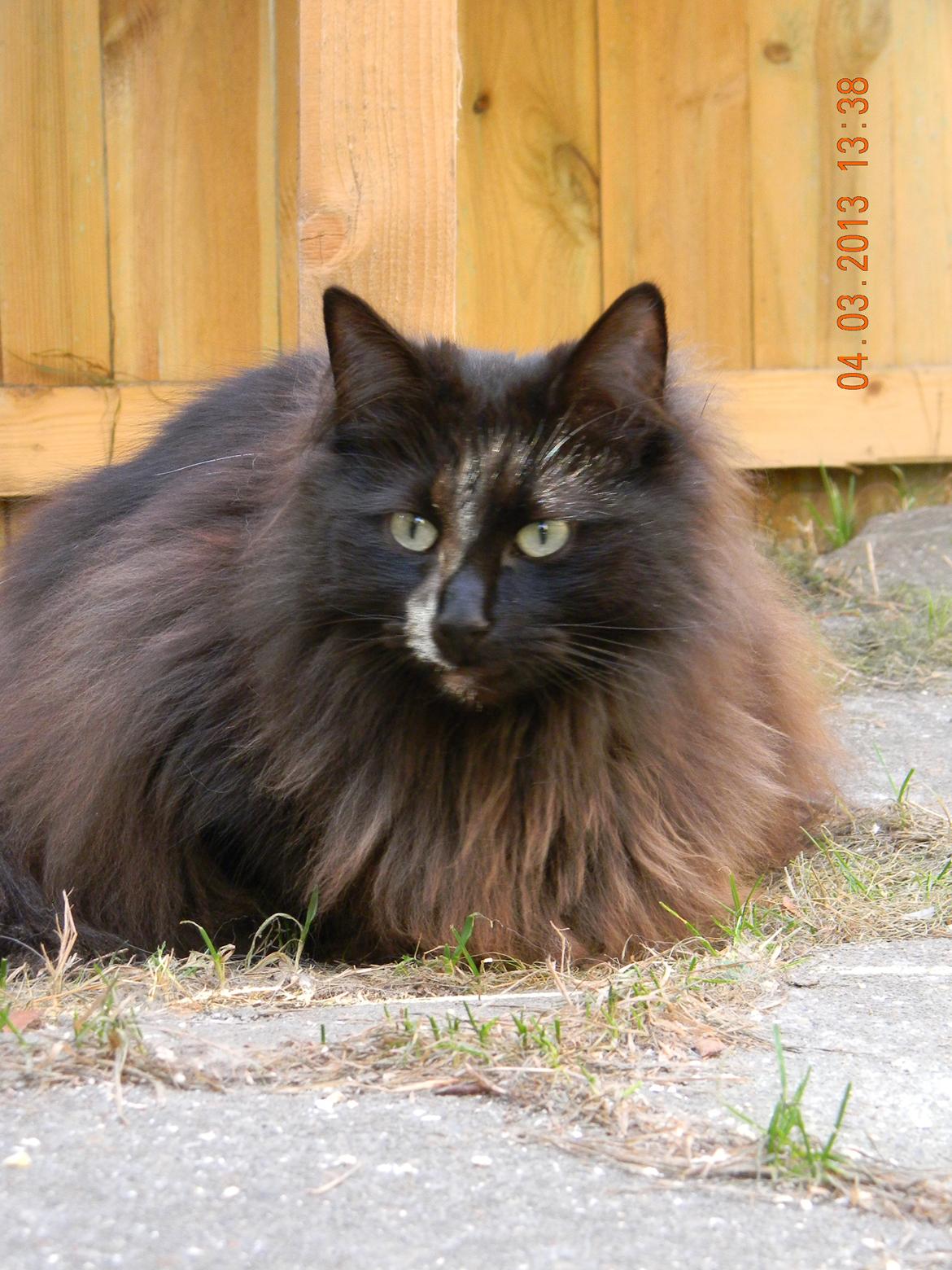 Norsk Skovkat CH DK Nobel-dream´s A Jump billede 5