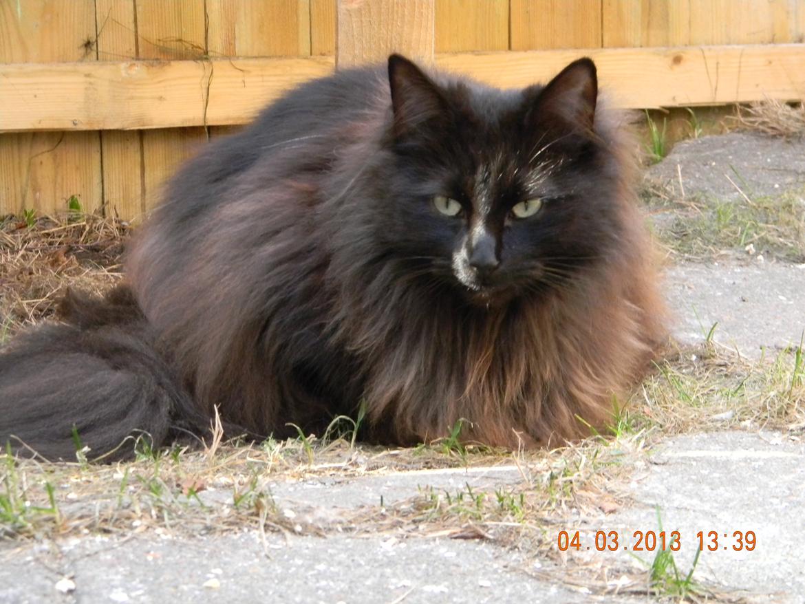 Norsk Skovkat CH DK Nobel-dream´s A Jump billede 7