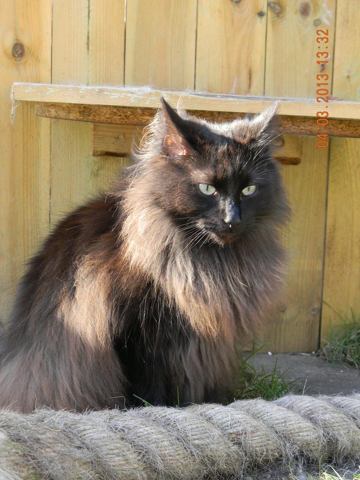 Norsk Skovkat CH DK Nobel-dream´s A Jump billede 9