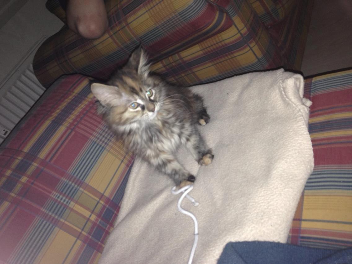 Maine Coon Nira - Første dag i sit nye hjem.  billede 1