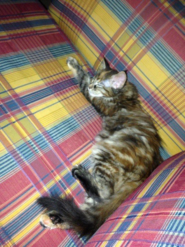 Maine Coon Nira - Får mig lige en lille lur :D billede 2