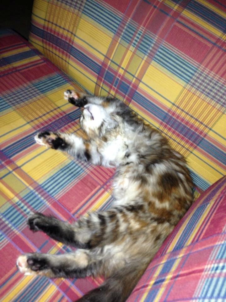 Maine Coon Nira billede 3