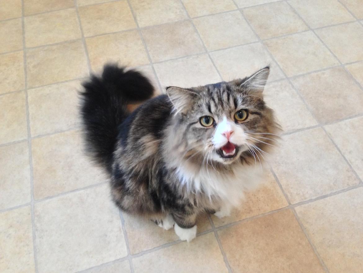 Blanding af racer Emil billede 6