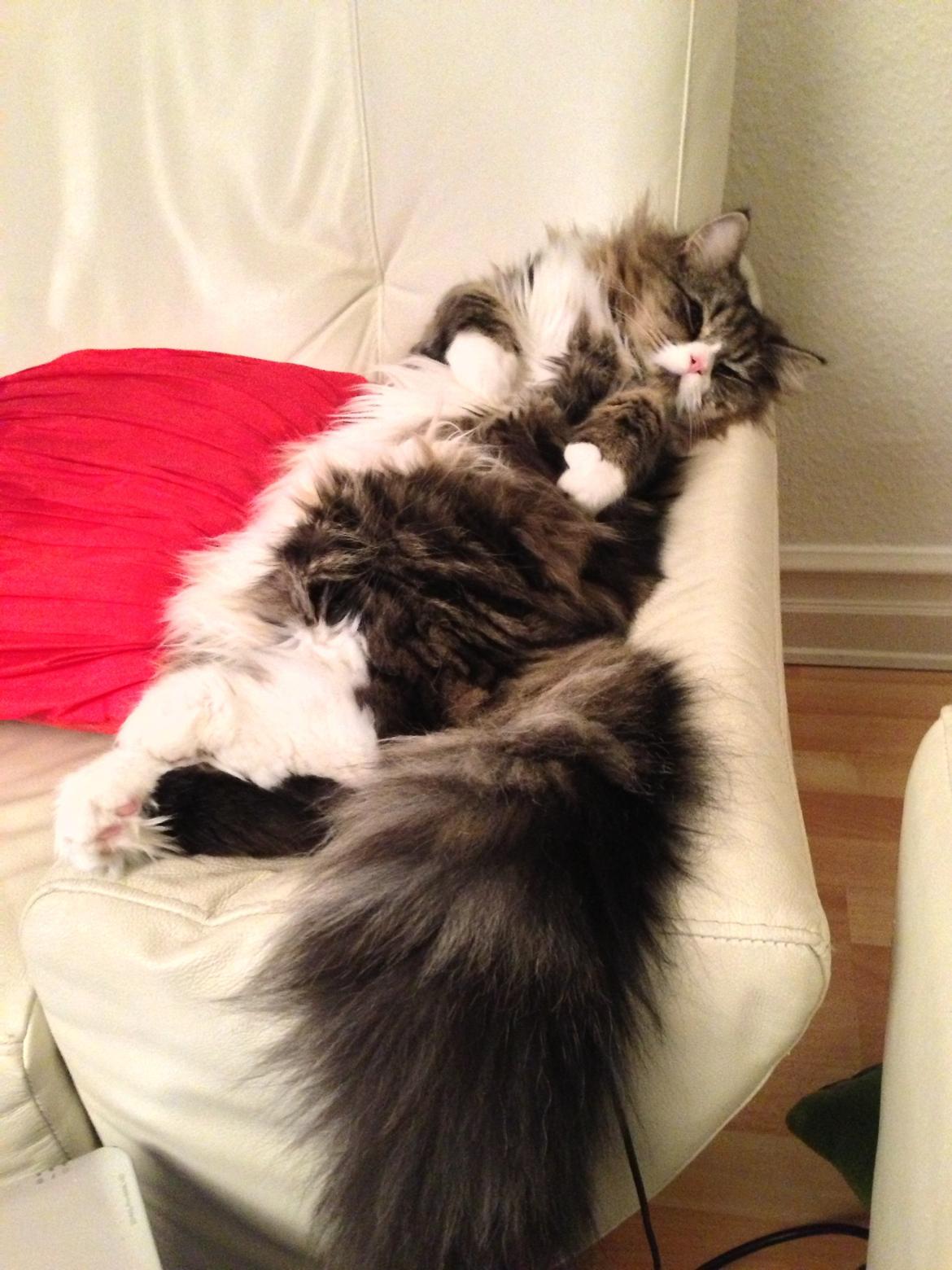 Blanding af racer Emil billede 7