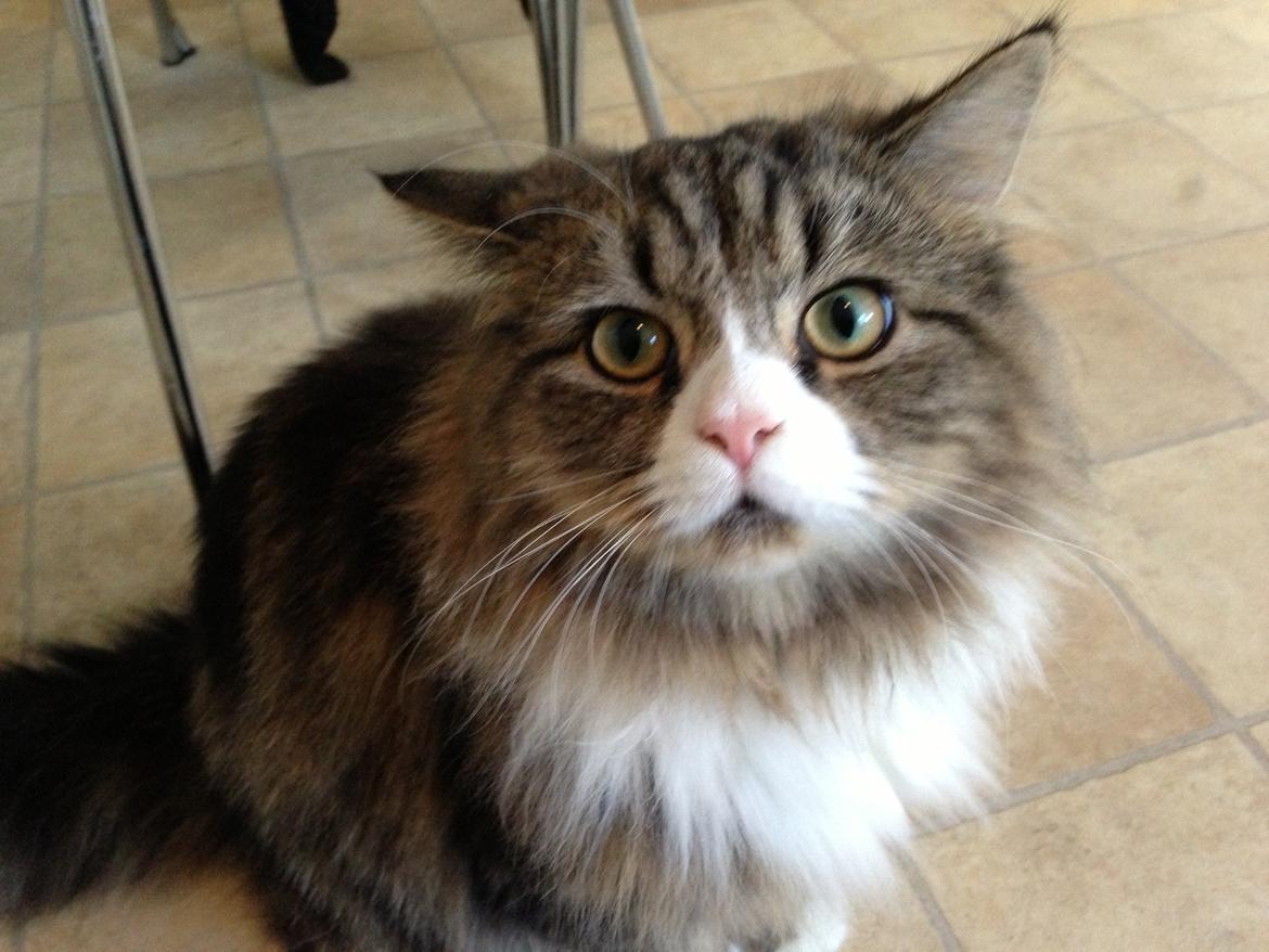 Blanding af racer Emil billede 8