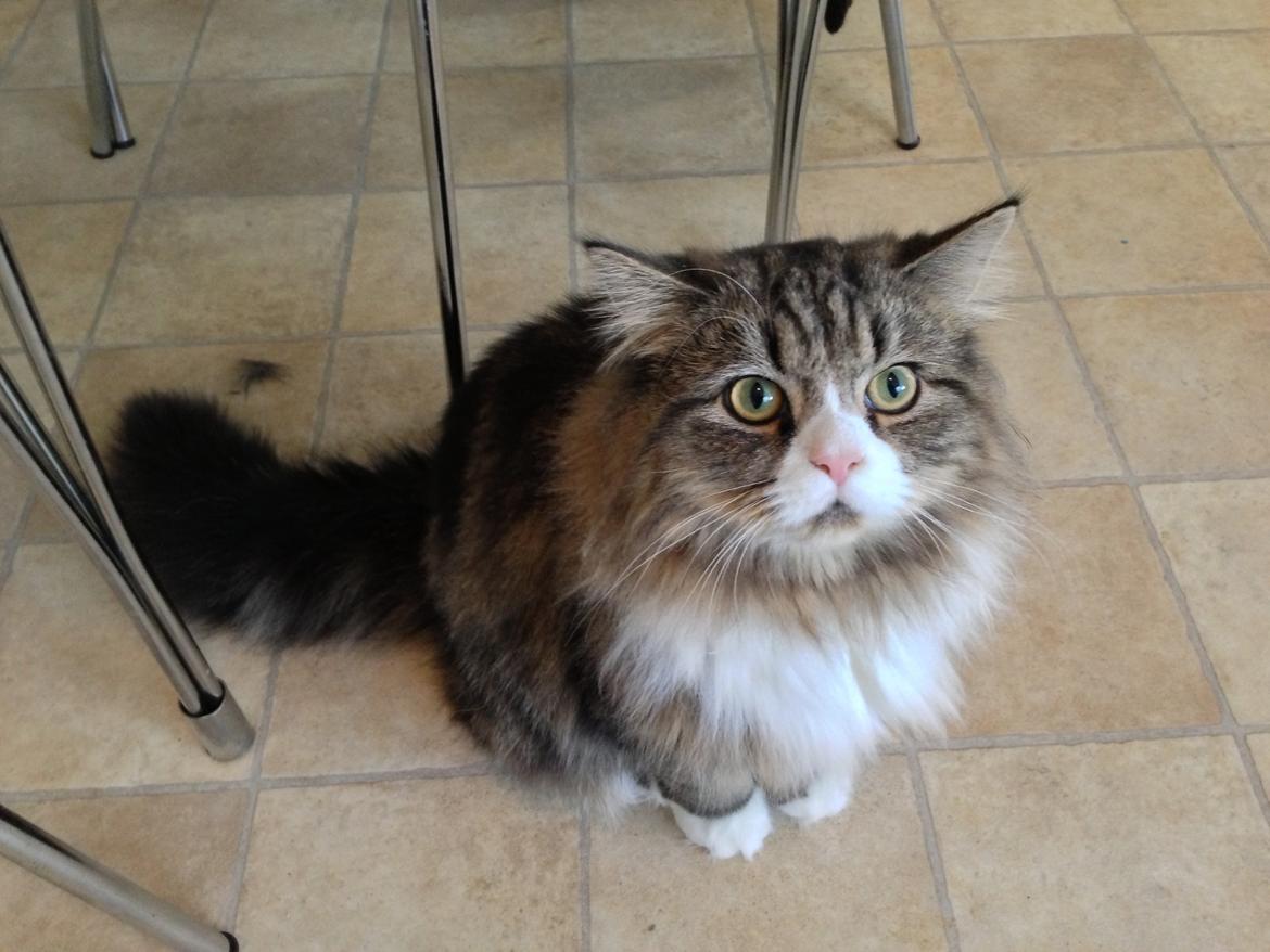 Blanding af racer Emil billede 9