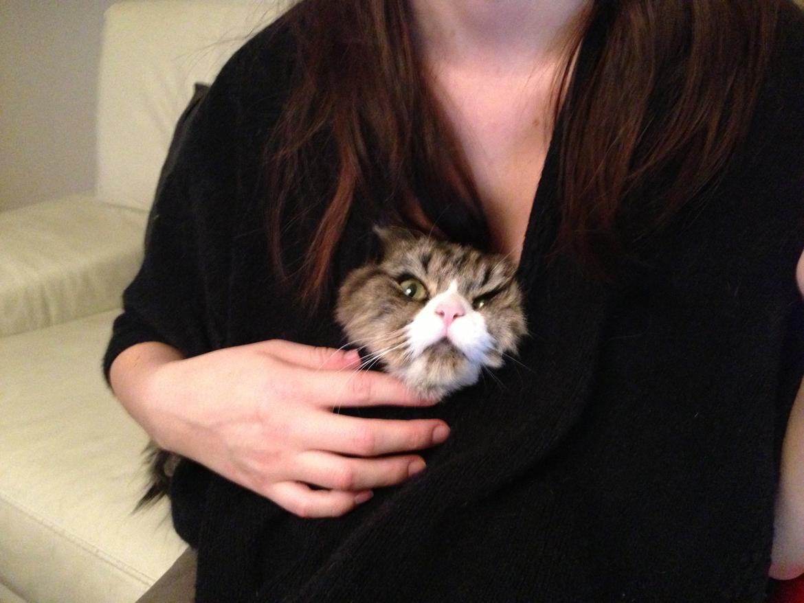 Blanding af racer Emil billede 10