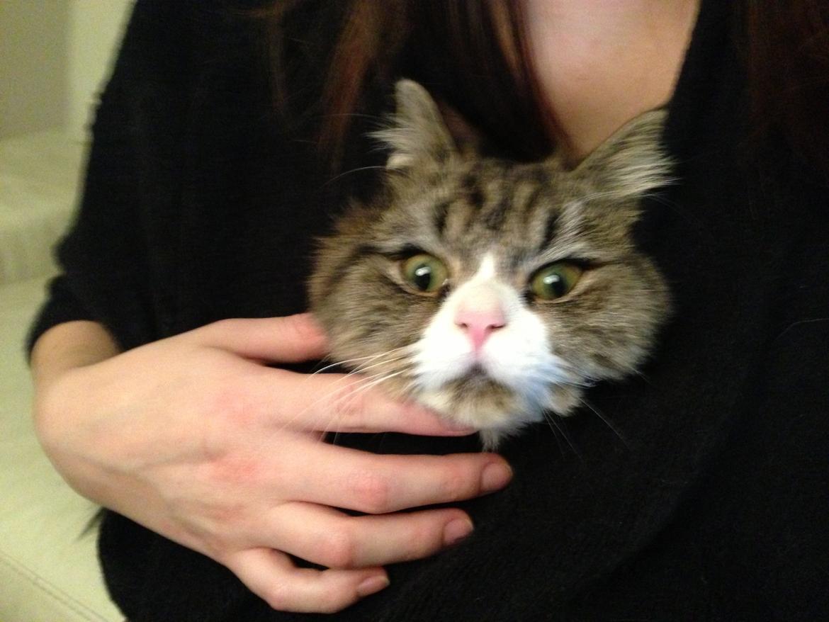 Blanding af racer Emil billede 11