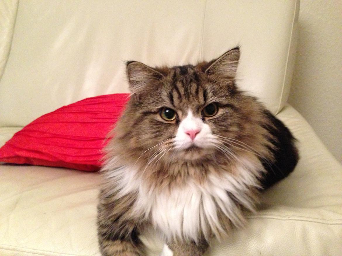 Blanding af racer Emil billede 12