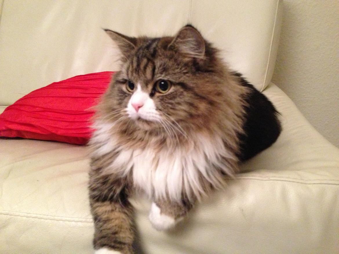 Blanding af racer Emil billede 13