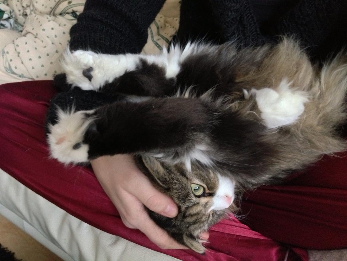 Blanding af racer Emil billede 14