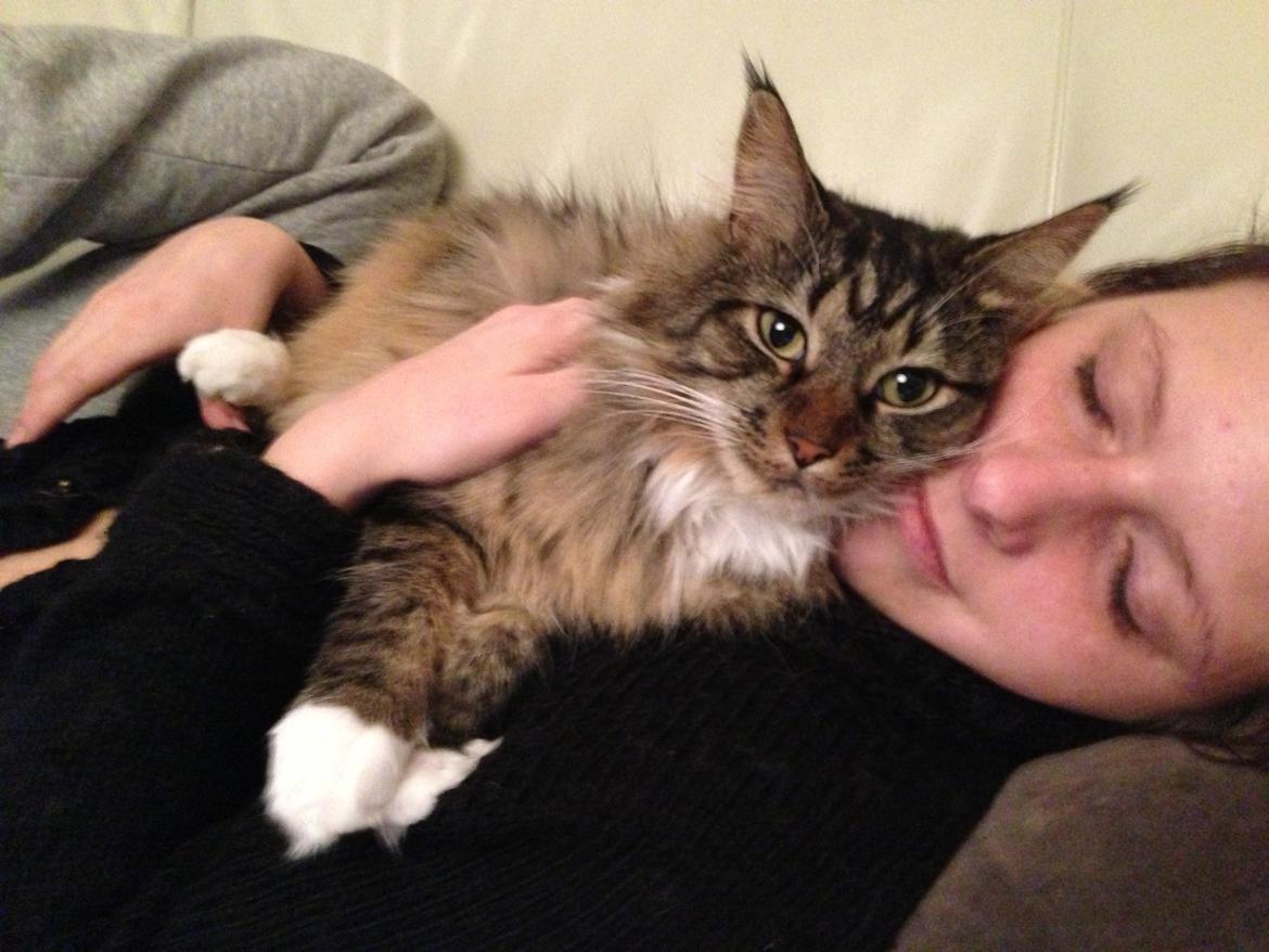 Blanding af racer Basse billede 8