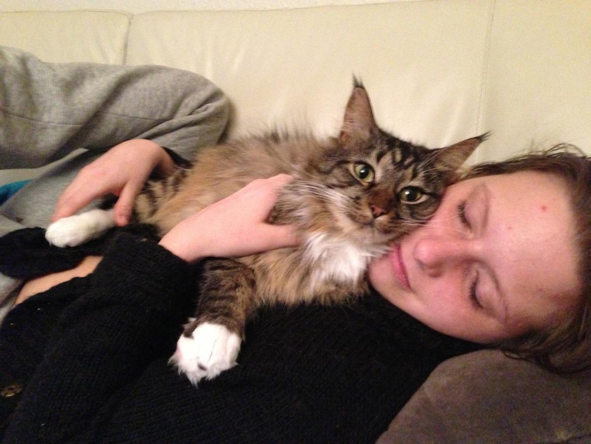 Blanding af racer Basse billede 10