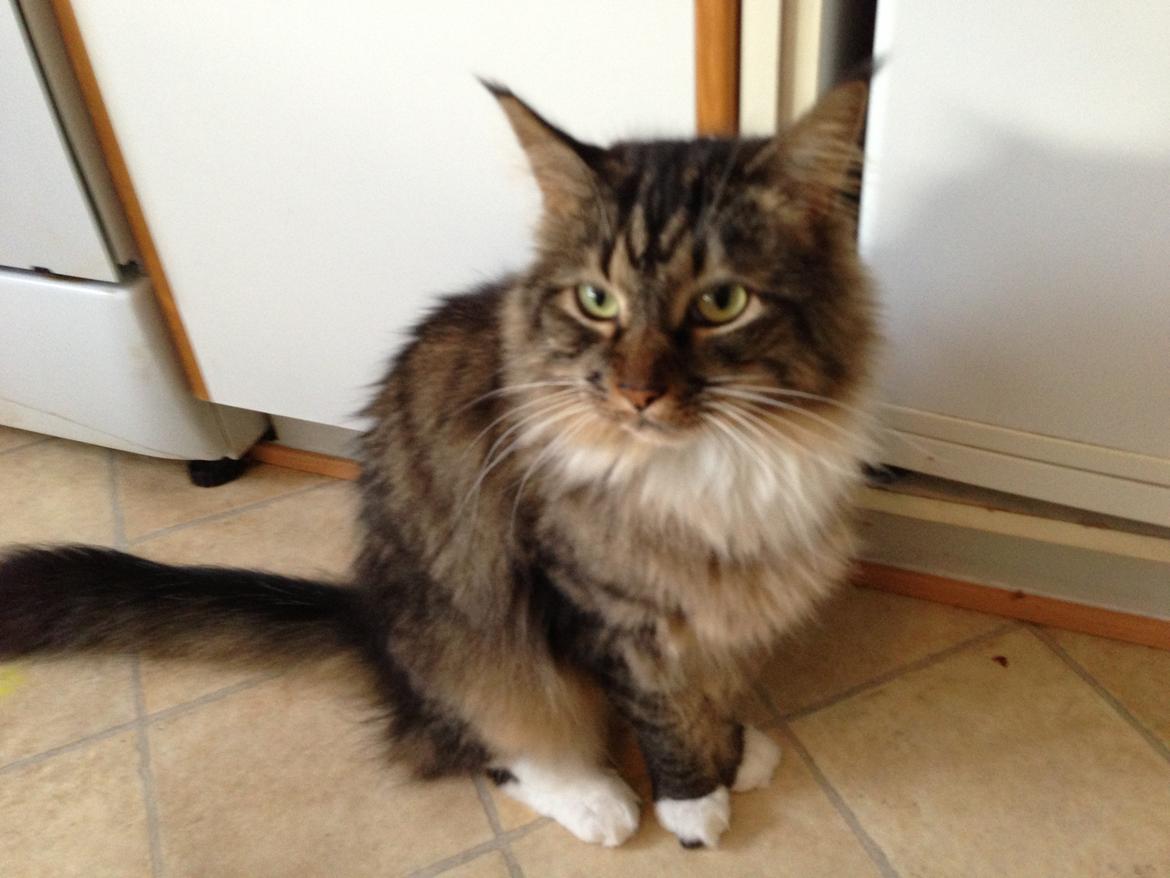 Blanding af racer Basse billede 9