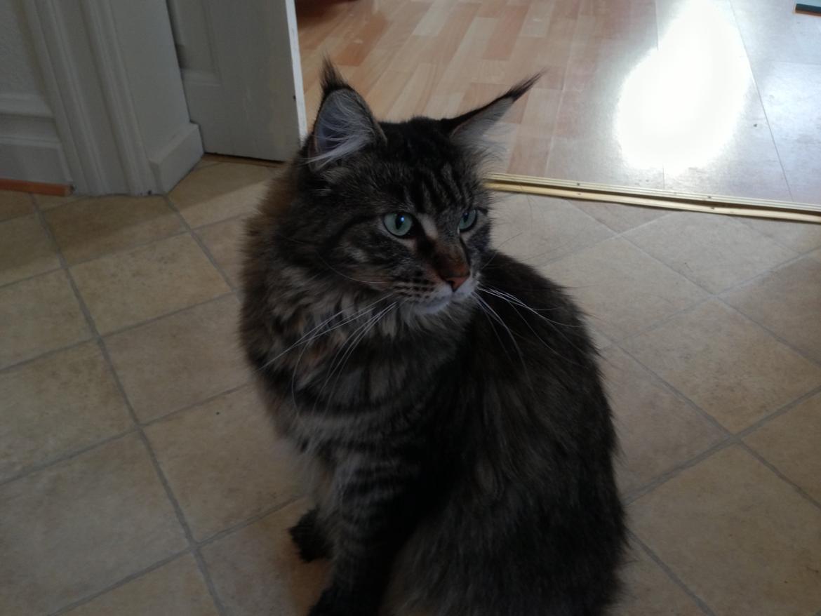 Maine Coon Marco billede 13