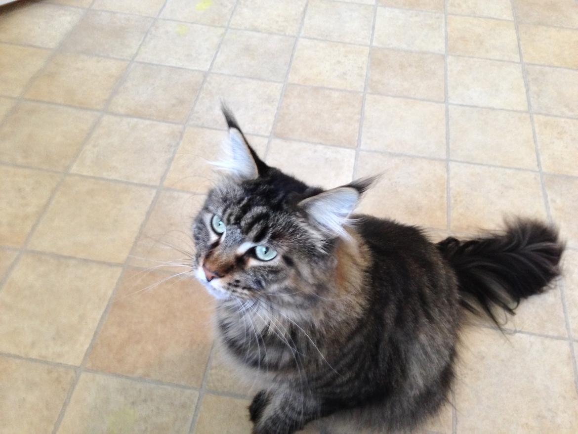 Maine Coon Marco billede 14