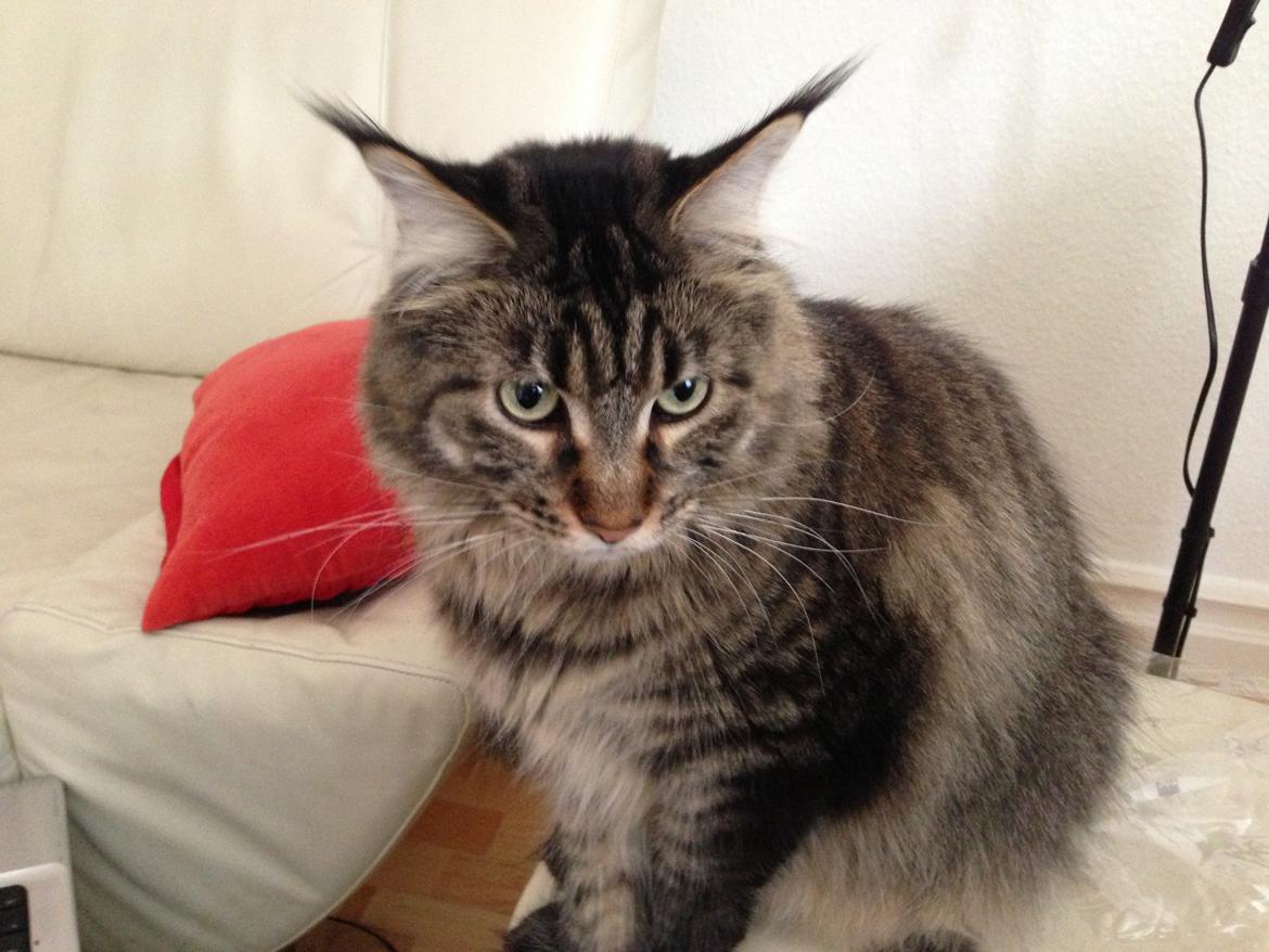 Maine Coon Marco billede 15