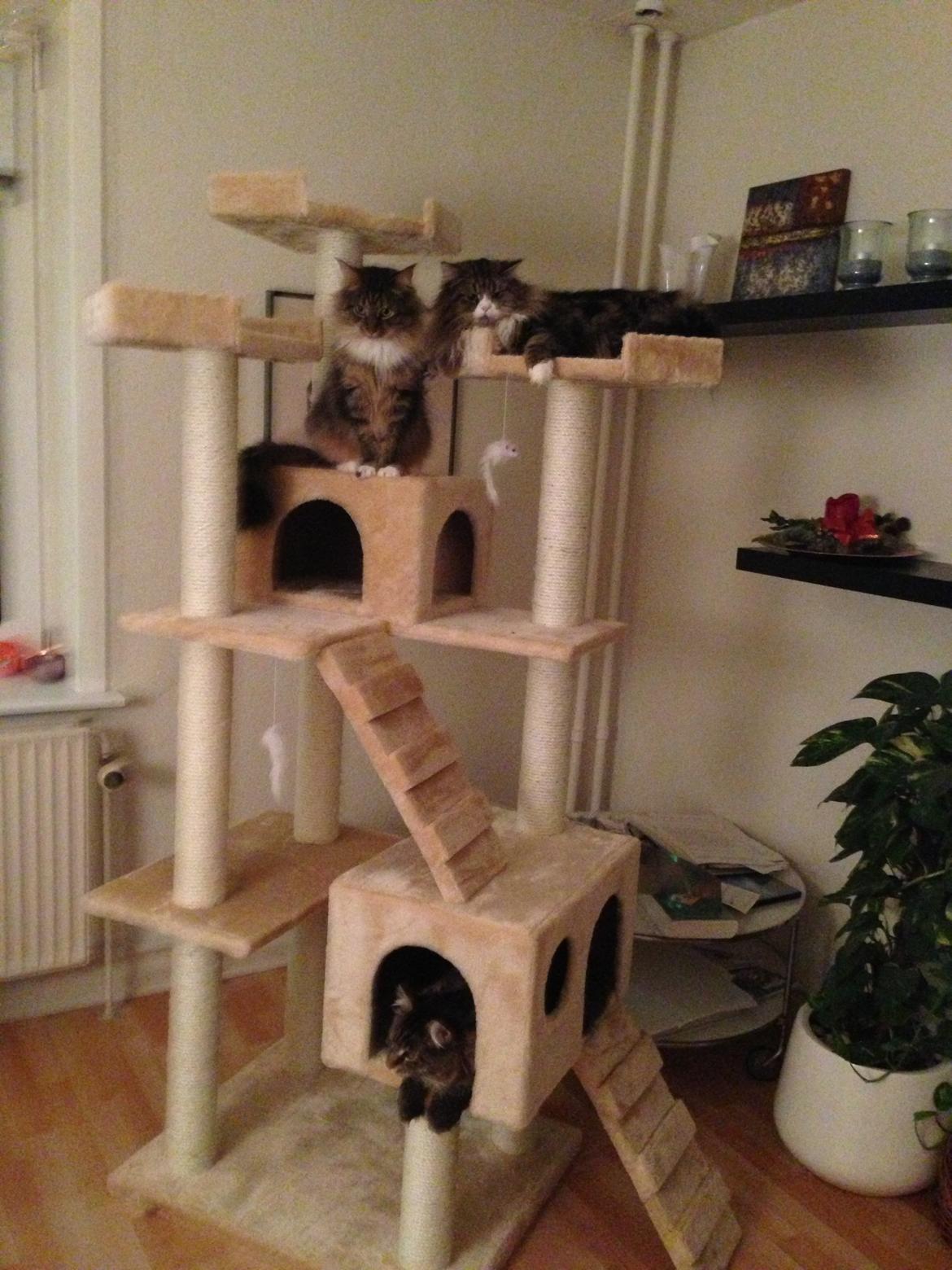 Maine Coon Marco billede 16