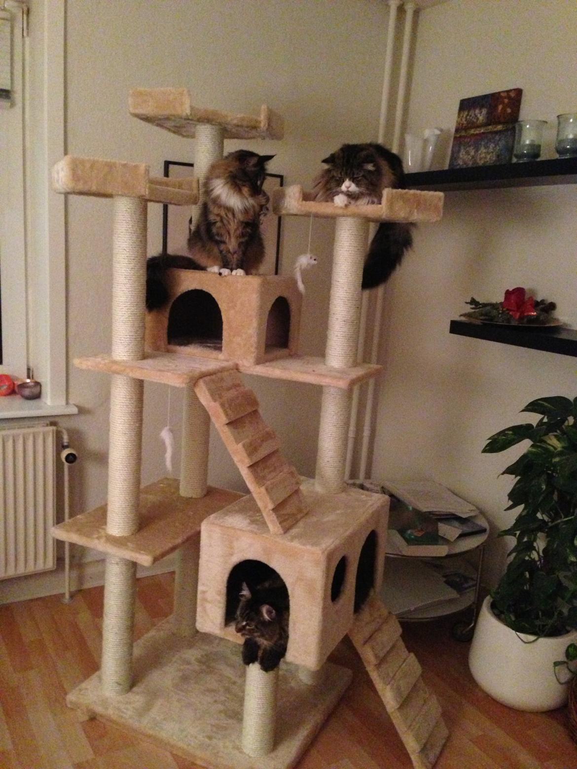 Maine Coon Marco billede 17