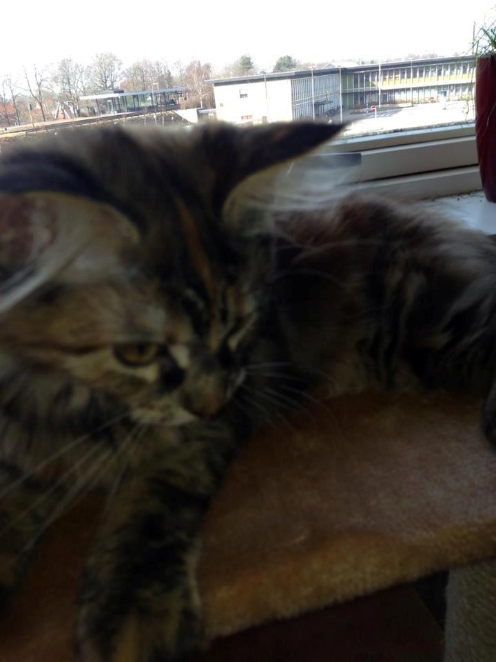 Maine Coon Nira billede 5